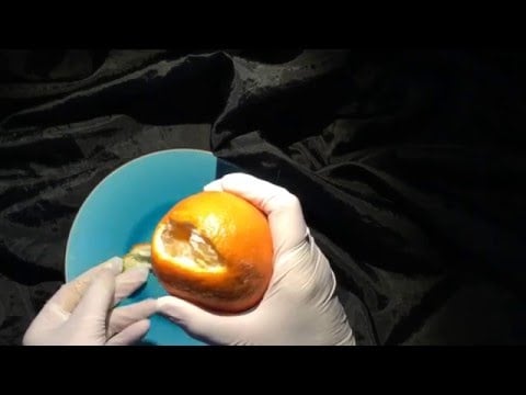 🔶LATEX GLOVES with eating sounds🍊 and LAYERING👏 [[ASMR]]