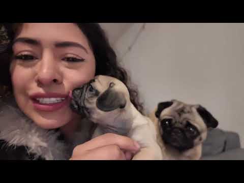 VLOG / INTEGRANTE NUEVO BEBÉ A LA FAMILIA, te enseño mi nuevo hoobie 