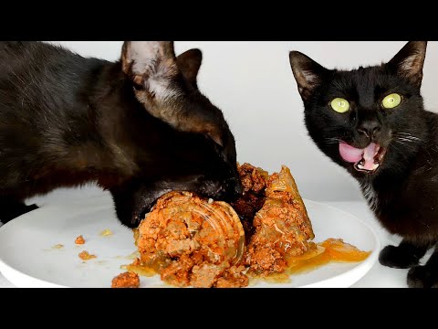 Cats Eating Wet Cat Food ASMR MUKBANG