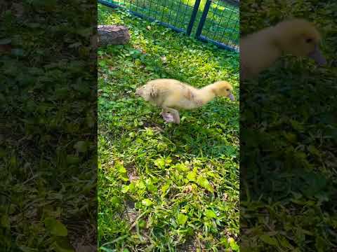 DUCKLING❤️🥰#duckling #wing