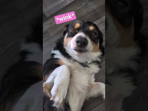 Everyone meet one of my corgi babies! Her name is Raven.#corgi #dogvideos #corgilove