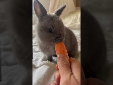 Sooty’s first ASMR video #asmr #bunny