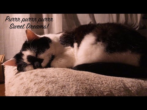 ASMR Meet My Cat Happy ❤️ Whispering, Relaxing Purring for Sweet Dreams!