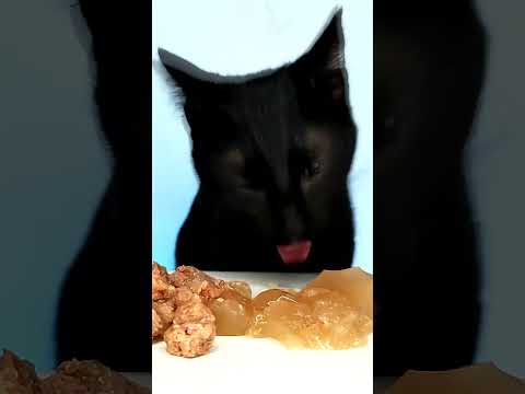 #Cat #ASMR #eating #shorts