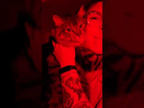 Relaxing Cat Purrs to Calm You 🐱❤️
