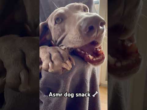 #asmrsounds #relax #satisfying #doglife #snacks #asmrsnacks #tingles