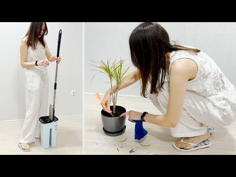 Cleaning the leaves of a houseplant. I collect trash and wash laminate flooring