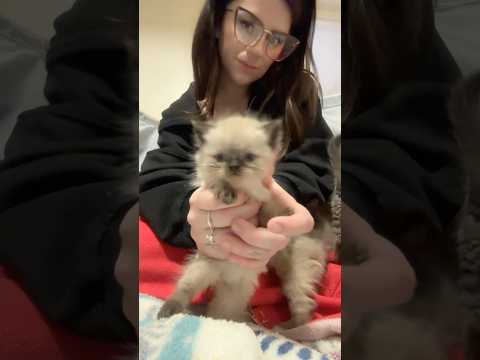 Cute kitten overload! 🐱