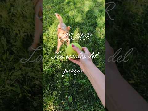 ASMR con las hojas secas del parque 🍃 #asmr #asmrsounds #satisfying #relax #tingles #nature
