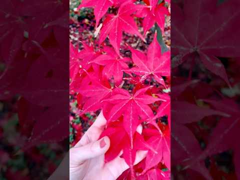 ASMR Beautiful Autumn Leaves |Japanese Maple 🍁