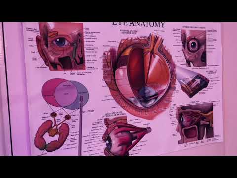 ASMR: Pointer Stick Eye Anatomy Tour