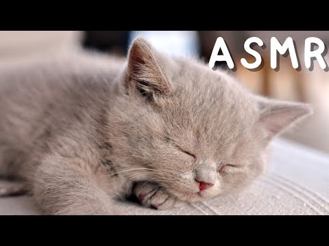 ASMR FR: Le chaton dort