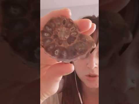 Showing you shells and things #asmrwhispering #asmrexplaining #forsleep