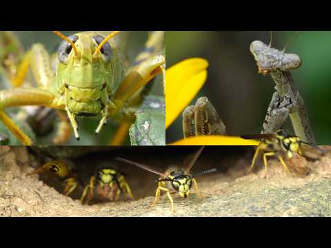 ASMR Bugs & Spiders | 1 Hour of Calm Macro Footage with Whispered Narration