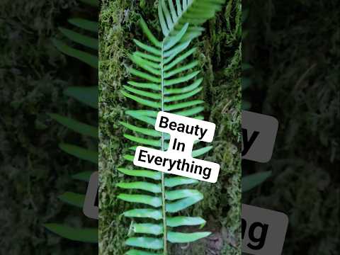 Beauty in everything 🍃 #nature #asmr