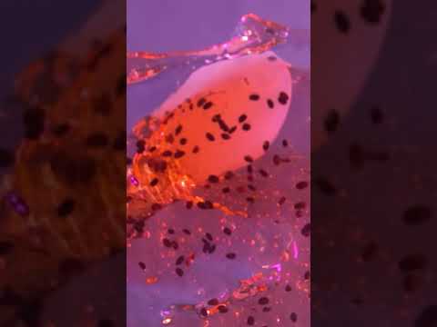 Your daily dose of ASMR 🍥