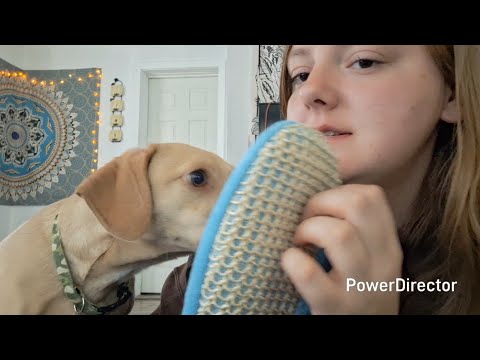 ASMR- Quick Dollar Tree Haul featuring Rocky lofi