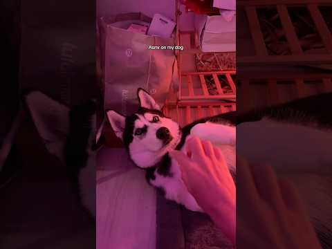 ASMR on my dog 🐕❤️ & mouth sounds #asmr #asmrvideo #asmrsounds #dog #husky