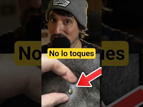 ⚠️ESTO PODRÍA MATAR A TU GATO #gatos #asmr #datoscuriosos #curiosidades #cosasquenosabias