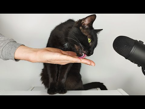 ASMR Cat licking my hand