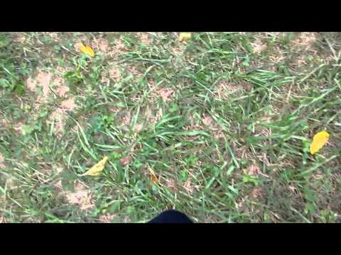 Ambers ASMR: ** Nature Walk - soft camera sounds**