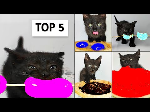 Top 5 Kitten ASMR Eating Colorful Food Compilation