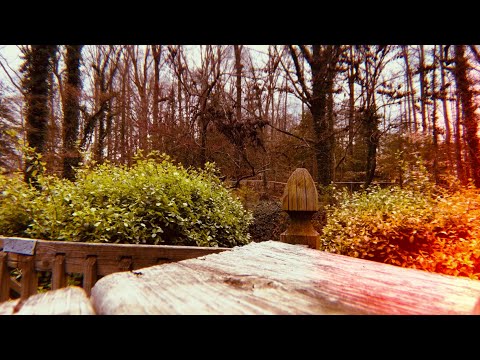 [ASMR] Nature Sounds | Chirping, Buzzing, Wind