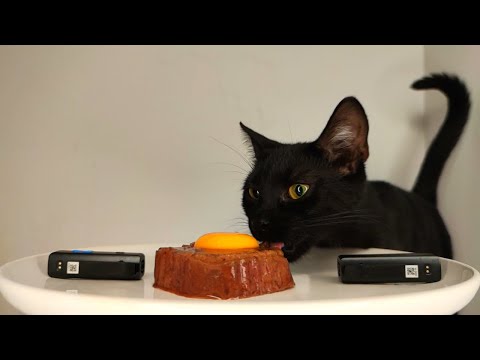 CAT EATING EGG YOLK & PATE WET FOOD ASMR