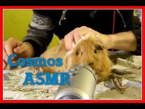 ASMR FR : Cosmos !! Bruit de bouche Animalier !