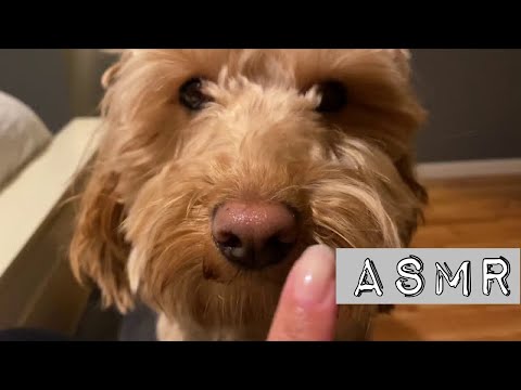 Ambers ASMR: Camera sounds + Dog scratching sounds