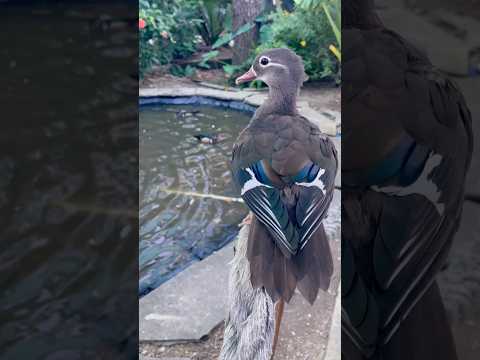 WOOD DUCK 🤍#duck #woodduck #cuteducks