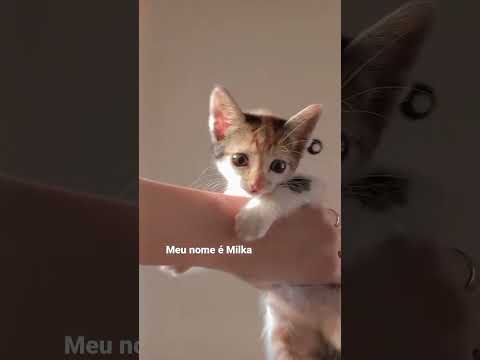 Se inscreve no meu canal 😻❤️ #cat #gatinhos #gatos #gatopreto #gato #gatosendogato #pets #catlover