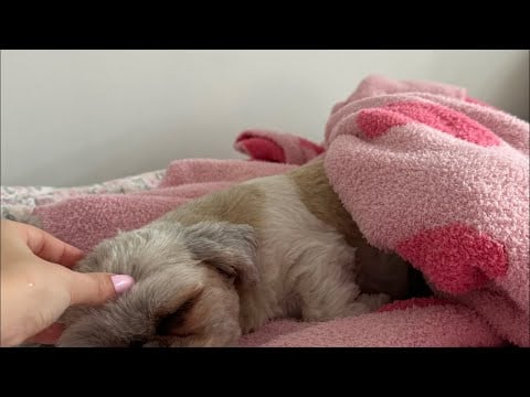 amy asmr is live!