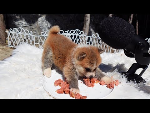 Baby Dog Eating Food ASMR