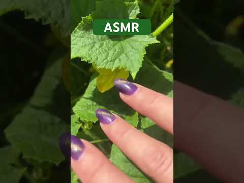 Cucumber’s leaves ASMR 🥒                              #patiasmr #asmr #asmrsounds #asmrtorelax