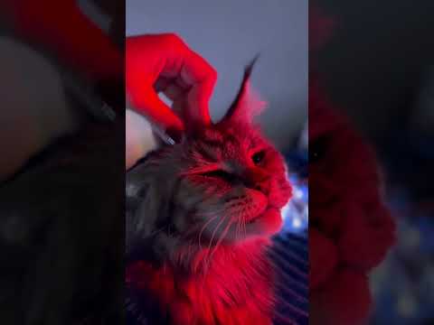 Fall Asleep in 10 Seconds? 🐱💤 Cat Purring ASMR