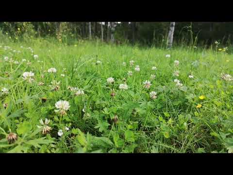 Asmr - kesäpäivä maalla (ei puhetta)