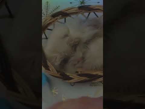 Good little kitty ASMR 🐈