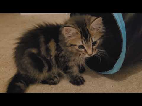 ASMR // Meet My New Kitten!