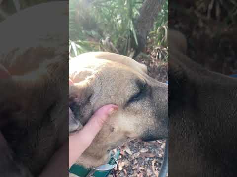 dog scratches by the campfire #asmr #sleepsounds #dogasmr #pets #dogs #sleepingdog