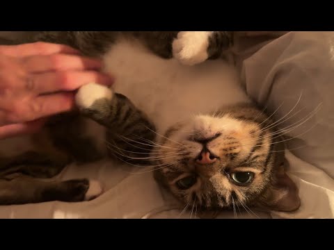 ASMR tapping and scratching on my plastic cat