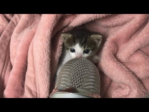 Cat Asmr in 1 Minute 😻#cat #cutecat #kitty