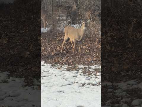 I’ve NEVER seen THIS MANY deer in my BACKYARD before — ASMR soft spoken REACTION