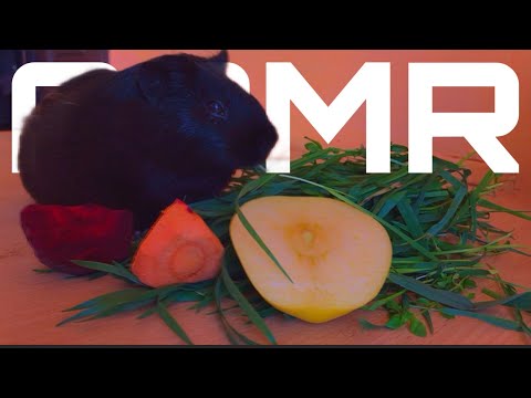 ASMR морской свинки 🐹