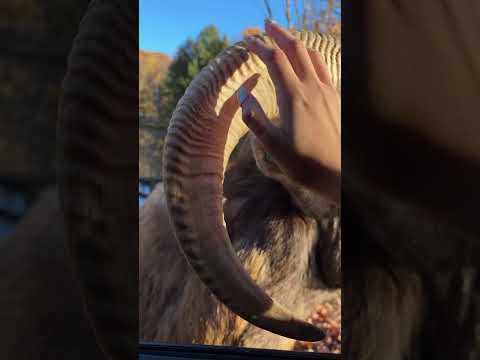 GOAT ASMR #asmr #tingles #mouthwhisper #nature #goatasmr #visualtingle #asmrtriggers