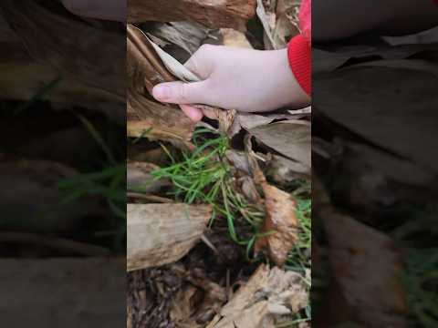 🌧️ The Rain Was Perfect… Then I Found These Satisfying Leaf Sounds | ASMR