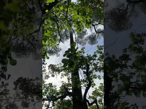 Strength Stability and Door to the Wisdom of the Oak Celtic Reiki Healing #reikihealing #reikishare