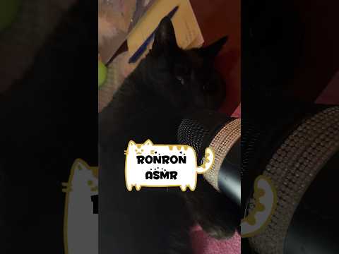 Le meilleur déclencheur 😻✨ #asmr #catasmr #catsounds