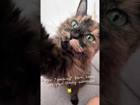 My little patchy patch 🥰 #asmr #cat #catvideos