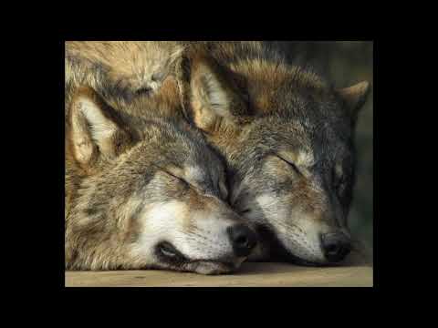 Coming home to my wolf/otherkin asmr/furry asmr/wolf asmr